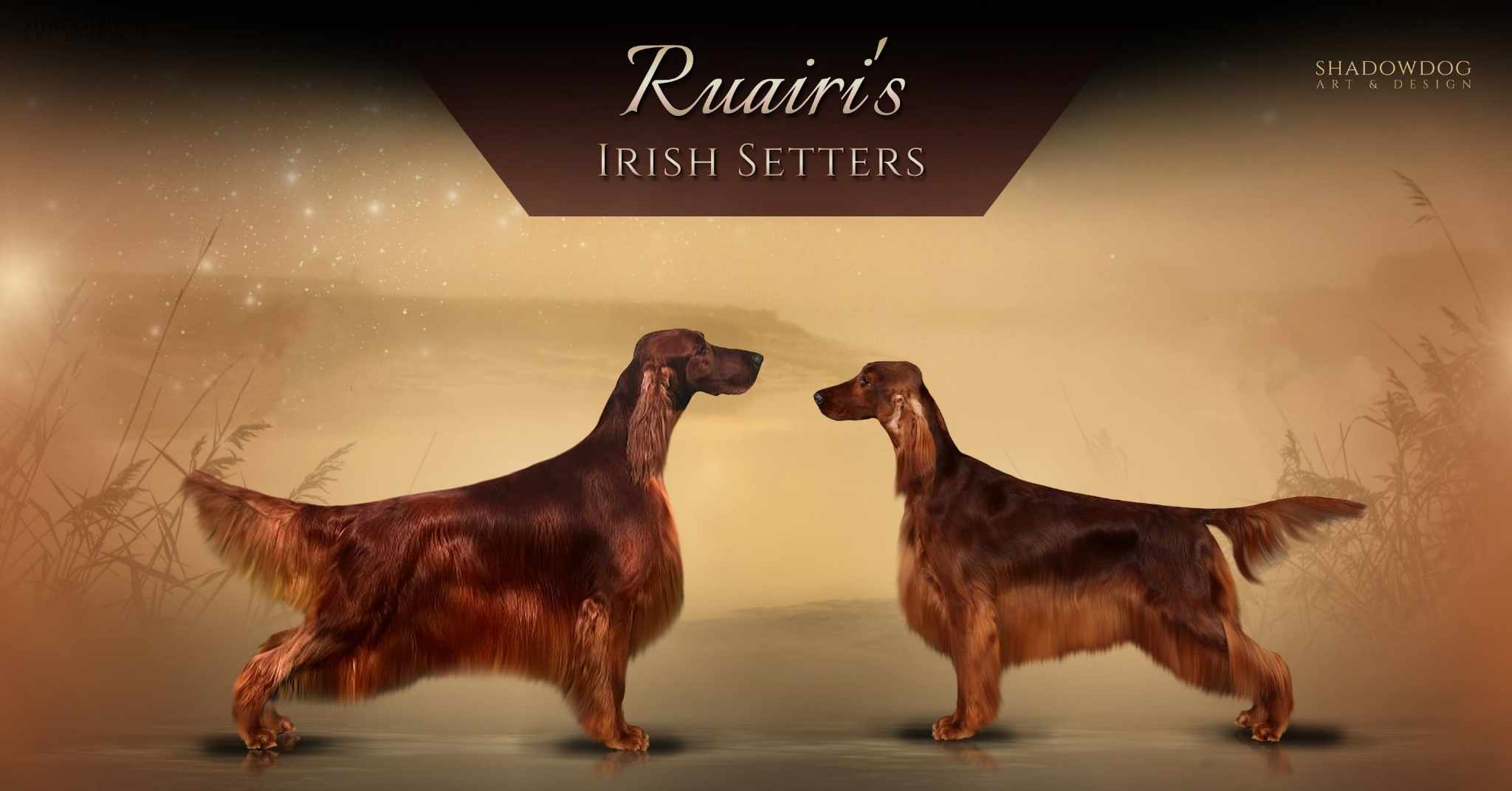 Ruairi’s Irish Setter & Irish Red And White Setter